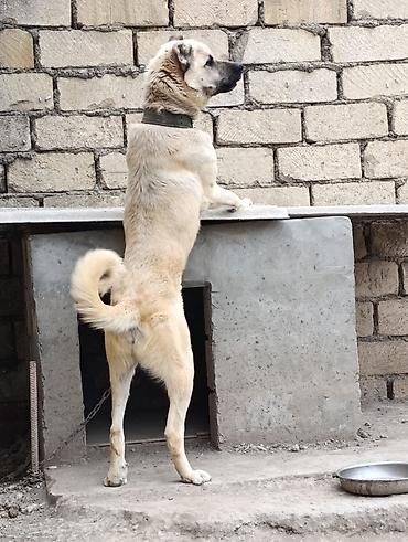 it adlari xarici: İt – böyük cüssəli, açıq-bej rəngli, qısa tüklü, qara maskalı baş — 1