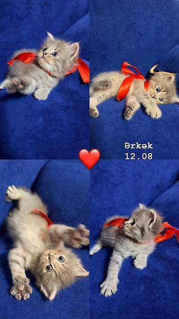 heyvan satisi: Tabbi, Erkək, Dişi — 1