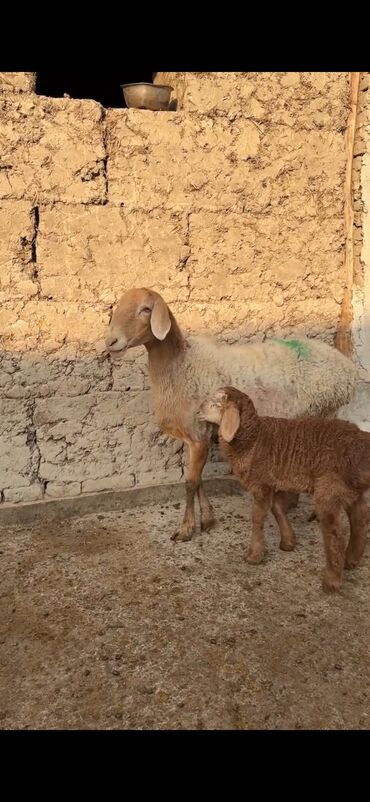 Qoyunlar, qoçlar: Qoyun ana bala ilə - Növ: Yerli cins quzu ilə ana qoyun - Ana -da lalafo.az — 10 Qoyunlar, qoçlar: Qoyun ana bala ilə - Növ: Yerli cins quzu ilə ana qoyun - Ana — 10