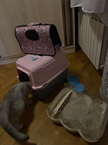 Pişiklər: Şotland yastı qulaq, Dişi, Yaxşı əllərə, Ödənişli çatdırılma — 5