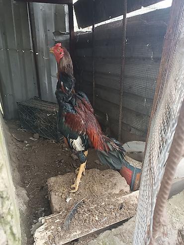 xoruz sekilleri: Cins: Uzunboylu döyüş tipli xoruz (Asil/Şamo tipajı) Rəng — 3