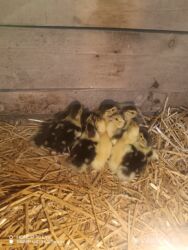 купить котенка в баку: Lal ordey 10 denedi Unvan Xacmaz Qara Qurdu kəndi