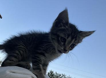маленькие котята: Кошка даром: Беспородная, 3 месяца, Девочка, Приучена к лотку — 1
