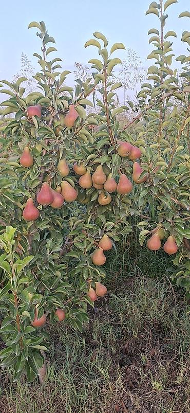 Другие фрукты: Айва свежая, садовая Описание: - Сочные, ароматные плоды ярко‑желтого — 8