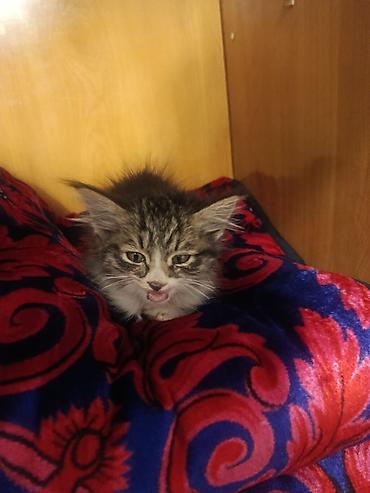 отдам собаку в добрые руки: Беспородная, 1 месяц, Мальчик — 1