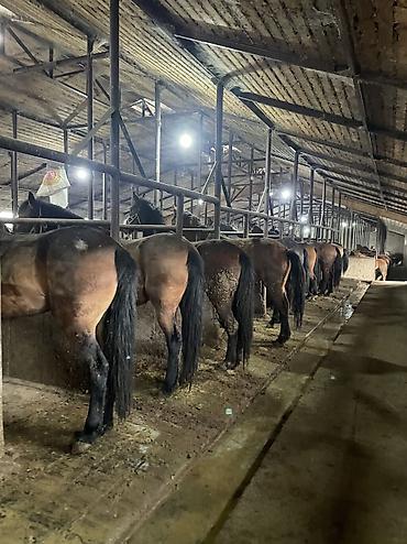 Лошади, кони: Продаю | Кобыла (самка), Конь (самец), Жеребец | На забой | Мерин — 13