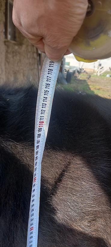 Коровы, быки: Продаю | Бык (самец) | Швицкая — 7