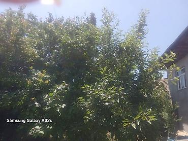 Həyət evləri və villaların satışı: 8 otaq, 400 kv. m, Orta təmir — 13