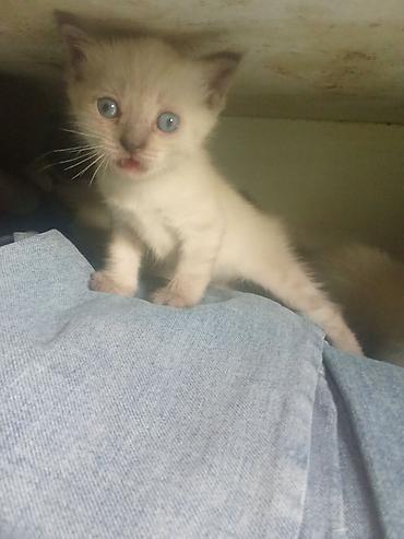 Продажа кошек: Котята с голубыми глазами - Помёт из нескольких котят: светлые — 2