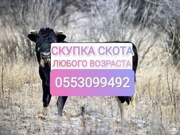 купля продажа животных: Куплю | Коровы, быки, Лошади, кони, Другие с/х животные | Круглосуточно, Любое состояние, Забитый