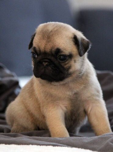 Psi: Na prodaju štenci mopsa, pažljivo vakcinisani i očišćeni od parazita — 13