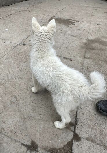 Продажа собак: Лайка, 3 месяца, Самец — 7