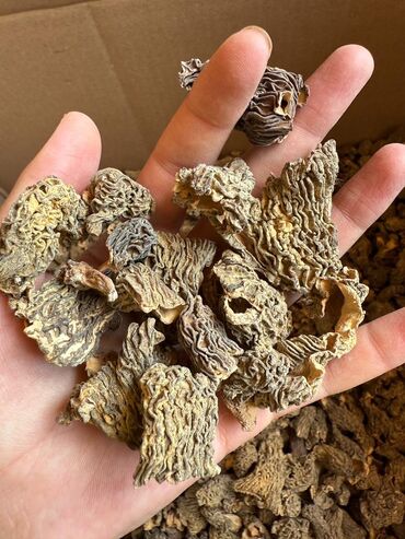 капсулы для стирки: Грибы at lalafo.kg капсулы для стирки: Грибы