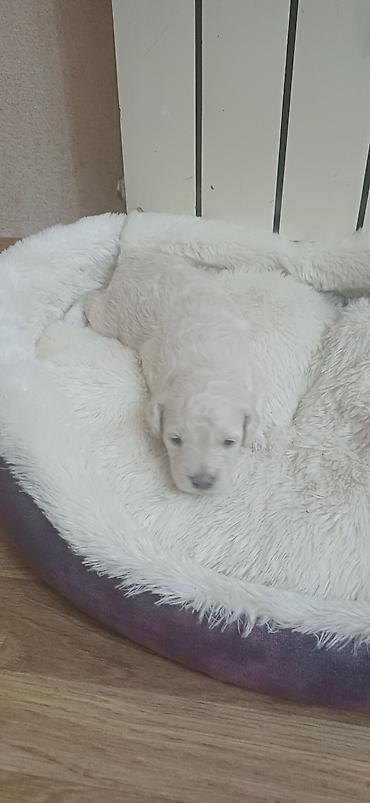 İtlər: Pudel, 1 ay, Erkek, Ödənişli çatdırılma — 10
