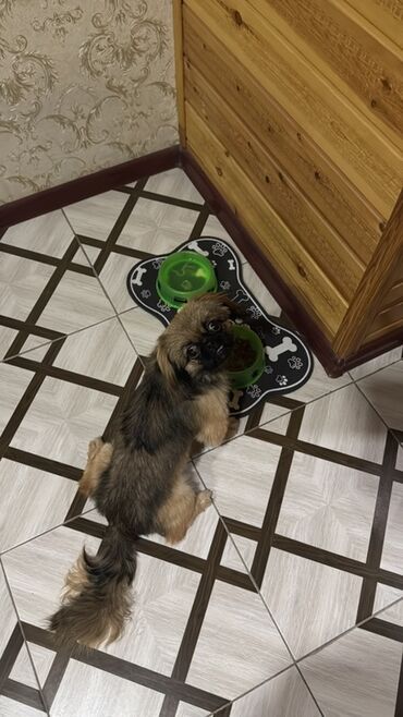 it pulsuz: Pekines, 9 ay, Erkek, Ünvandan götürmə, Pulsuz çatdırılma