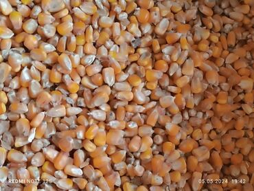 Корма для с/х животных: Продаю кукуруза 15 тонна