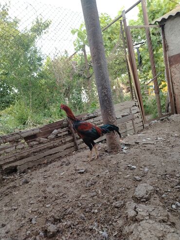 cins toyuqlarin satisi: Toyuq, Damazlıq