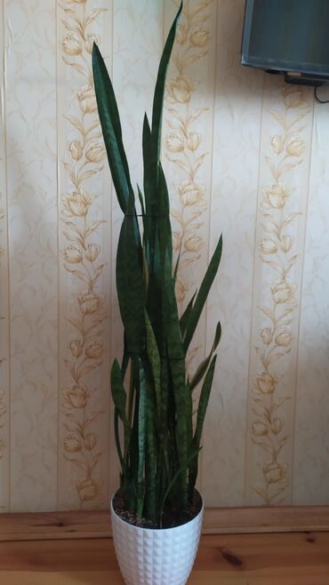 piy eriden bitkiler: Sansevieria (Qaynanadili) otaq bitkisi - Növ: Sansevieria trifasciata