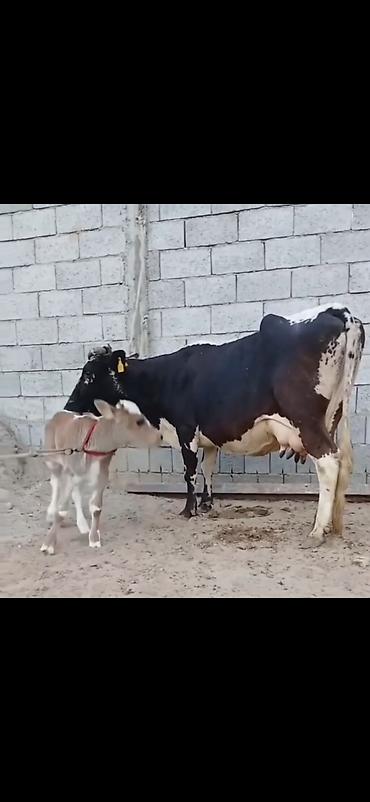 damazlıq heyvanların satışı: Siyah-ağ rəngli, iri süd verən inək və balası. - Cins tipi: Holştayn — 1