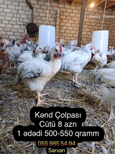 kent cüceleri: Toyuq cücələri, Ətlik