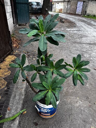 салют бишкек купить: Цветы и букеты