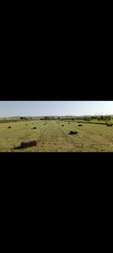 Torpaq sahələrinin satışı: 243 sot, Kənd təsərrüfatı, Mülkiyyətçi, Kupça (Çıxarış) — 17