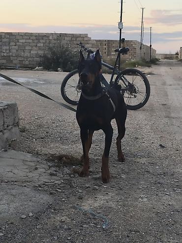 seksi it: Doberman — 7