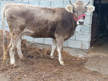 срочно продаю в связи с переездом: Продаю | Корова (самка) | Швицкая | Для разведения, Для молока | Племенные, Стельные, Искусственник