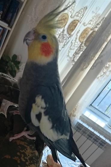 Tutuquşları: Satılır! 🐦 5 ədəd sağlam Korella quşu (3 dişi, 2 erkək) və əlavə — 15