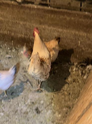 Куры, петухи: Продаю | Куры, Петух | Домашняя | На забой, Для разведения, Несушки — 8
