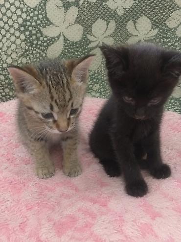 где можно найти кошку: Котята, короткошёрстные домашние. - Возраст: примерно 1,5–2 месяца. - — 1
