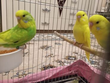 Tutuquşları: Çex tutuquşu balaları satılır 2 aylıqdırlar 3-ü birlikdə 56 manat — 6