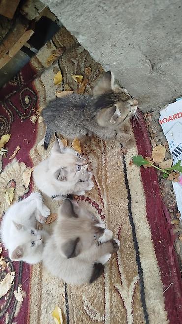 котята простые: Отдам котят бесплатно в хорошие руки — 3