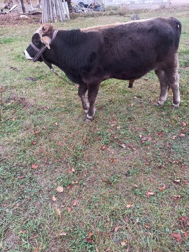 Коровы, быки: Продаю | Бык (самец) | На откорм | Племенные