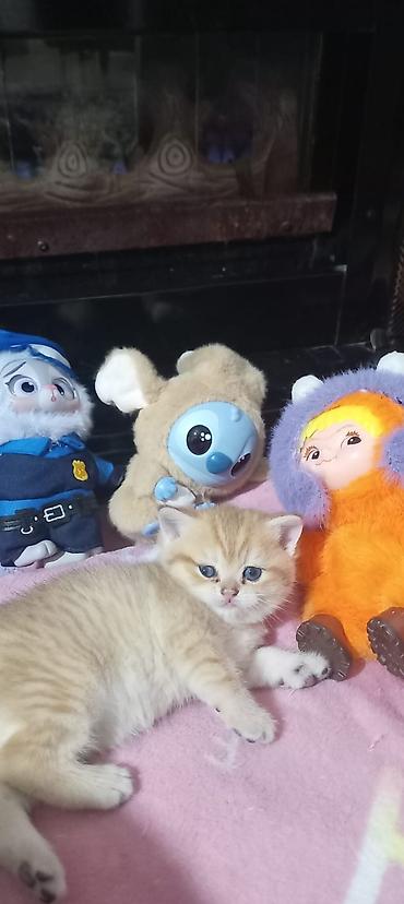 Pişiklər: Britan, Yaxşı əllərə — 1