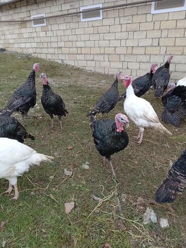 Hinduşka: Məhsul: Hinduşka sürüsü Təsvir: - Şəkillərdə olan sağlam, iriqaşlı — 1