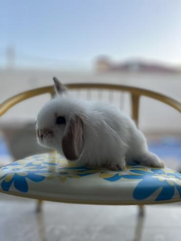 ev heyvanlari: 🐰 1 aylıq Safqan Holland Lop balası satılır ✅ 1 aylıqdır ✅ Safqan — 3