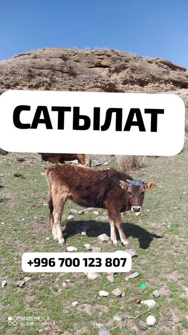 продаю телочку: Продаю | Музоо, торпок | Полукровка