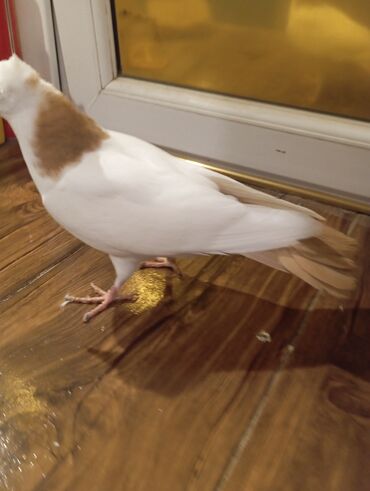 Göyərçinlər: Cins: göyərçini Rəng: Sarı boynuĝüllü desde kekilli boyun pecat — 8