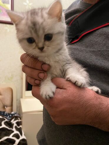 Pişiklər: Britan yastı qulaq, Erkək, Dişi, Yaxşı əllərə, Ünvandan götürmə, Pulsuz çatdırılma, Ödənişli çatdırılma — 65