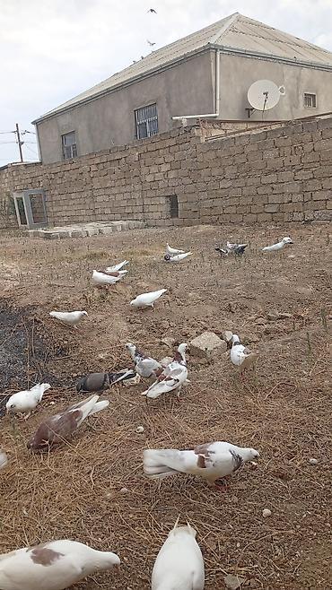 heyvan alqi satqisi: Ucuşa hazir balalar satiram,yaxsi ucuslari var,istəsəz ucurdub — 1