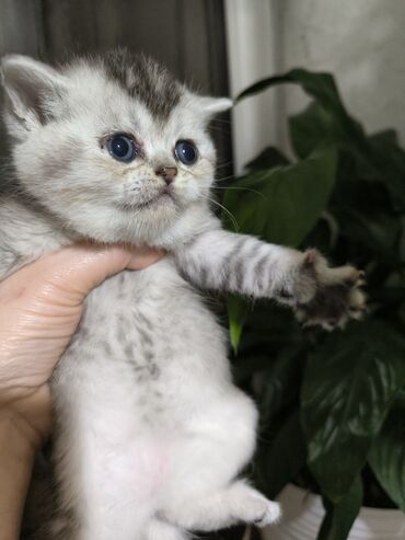 silver şinşilla: Şinşilla, Erkək, Ünvandan götürmə