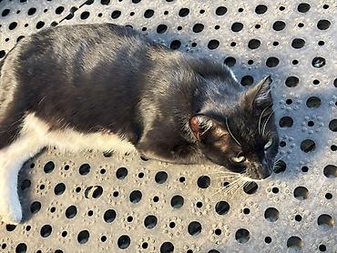 тигровая: Котята от домашней кошки, отдам даром котят - Окрас разнообразный — 1