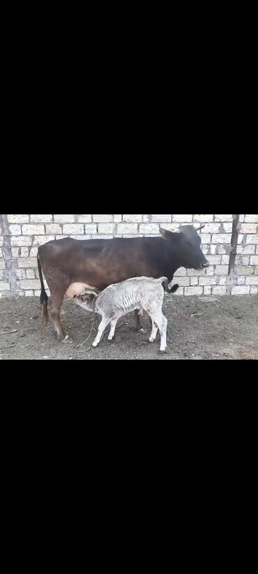 i̇nekler: Dişi, il: 6, Südlük, Ünvandan götürmə