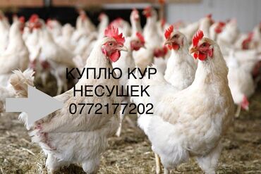 продам курей несушек: КУПЛЮ КУР НЕСУШЕК ТООК САТЫП АЛАМ КУРЫ НА ЗАБОЙ КУПЛЮ КУПЛЮ ПТИЦ