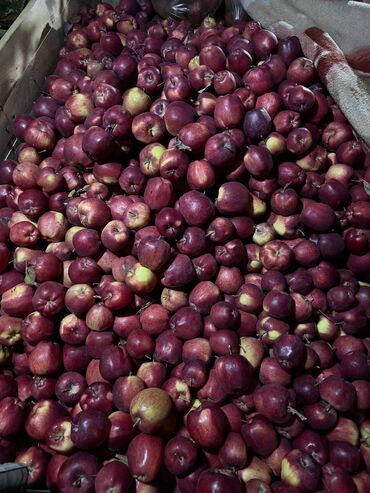 искусственные цветы оптом бишкек: Яблоки