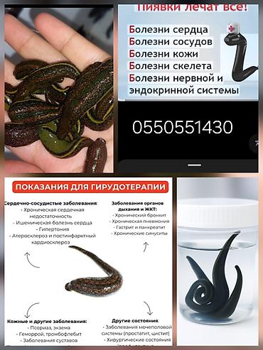 мусульманский одежды: Медицинские пиявки для гирудотерапии - Вид: Hirudo — 4