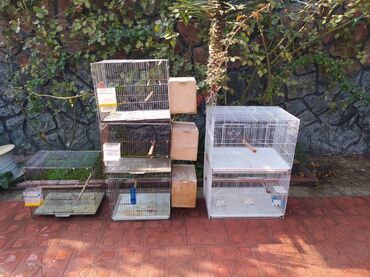 дрессировка собак в баку: Quş qəfəsləri !!