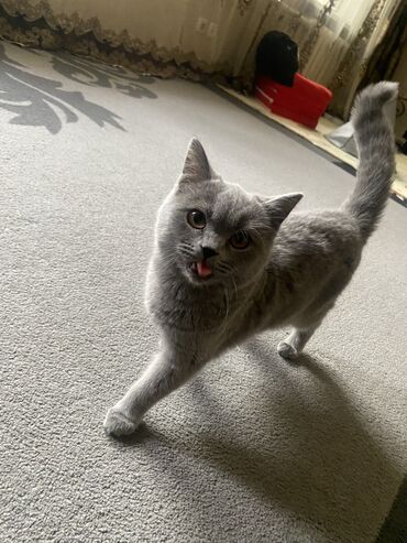 шотландский кошка: Продаю кошку. Британка скоттиш страйт, окрас голубой, 7 месяцев