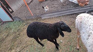 кролик цена: Продаю | Баран (самец) | Арашан | Для разведения — 2